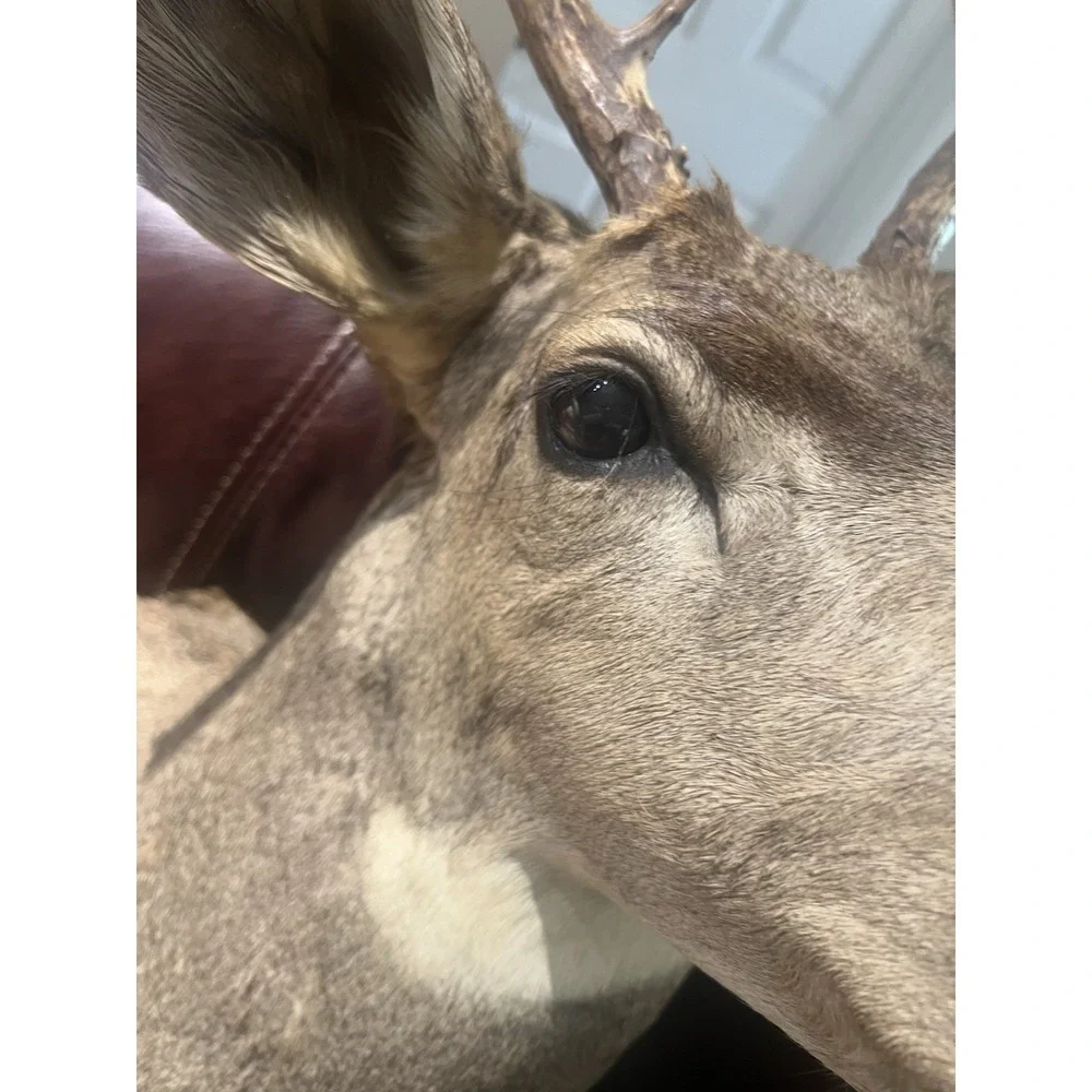 Montana Mule Deer Taxidermy Shoulder Mount For Sale